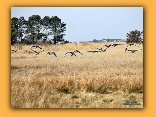 Vogelschutzgebiet Tipperne (2).jpg